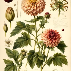 Plantaardige ingrediënten: Dahlia. Digitale downloads voor kaarten, puzzels, inpakpapier, junk journals, boekomslagen. Verkoop wat je maakt.