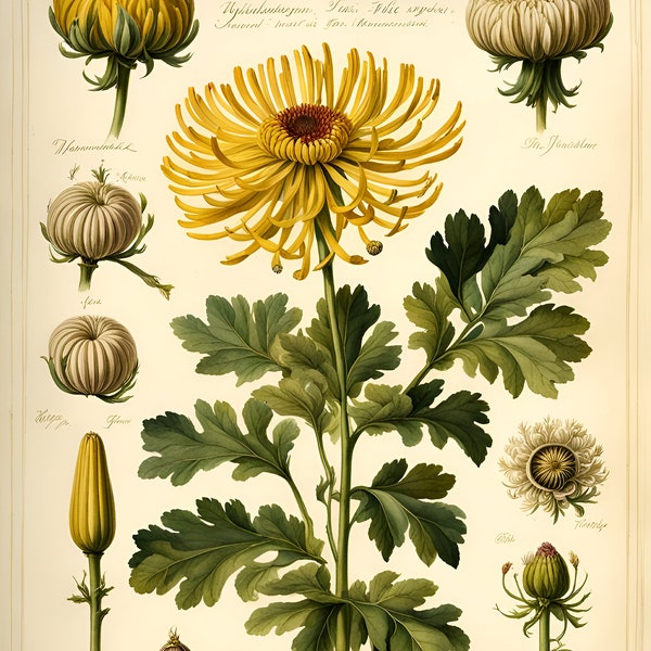 Botanicals: Chrysanthemum. Digital downloads for cards, puzzles, wrapping paper, junk journals, book covers. Sell what you make.