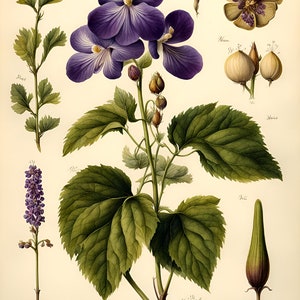 Botánicos: Violeta. Descargas digitales para tarjetas, rompecabezas, papel de regalo, diarios basura, portadas de libros. Vende lo que haces.
