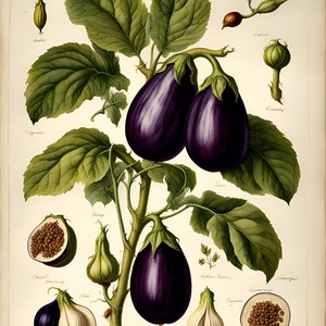 Botanische ingrediënten: Aubergine. Digitale downloads voor kaarten, puzzels, inpakpapier, junk journals, boekomslagen. Verkoop wat je maakt.