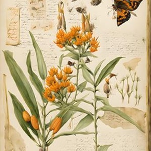 Botânicos: Erva-borboleta. Downloads digitais para cartões, quebra-cabeças, papel de embrulho, diários de recortes, capas de livros. Venda o que você produz.