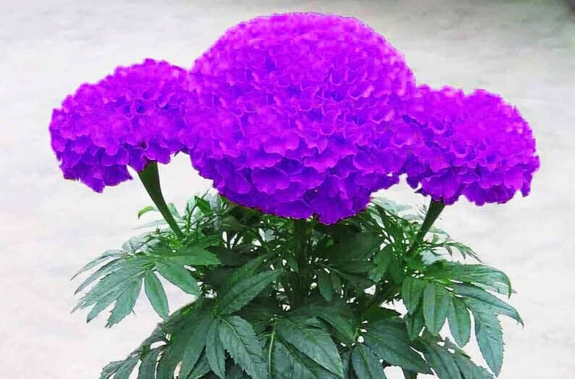 25 Seeds Purple Marigold Flowers Beautiful Easy to Grow Etsy