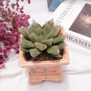 Haworthia Devil King | Beginner-Friendly Live Plant, Perfect Gift for Plant Lovers
