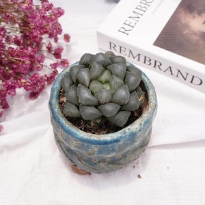Haworthia obtusa crystal | Beginner-Friendly Live Plant, Perfect Gift for Plant Lovers