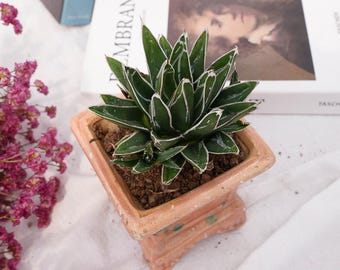 アガベ、マンガベ、サボテンの48セット アガベ、マンガベ、サボテンの48セット アガベ、マンガベ