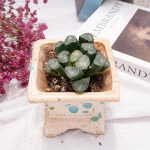 Haworthia maughani Texture | Beginner-Friendly Live Plant, Perfect Gift for Plant Lovers