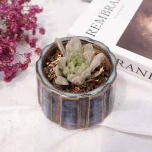 Haworthia cooperi Silver Swirl | Beginner-Friendly Live Plant, Perfect Gift for Plant Lovers