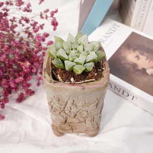Haworthia Love Hearts | Beginner-Friendly Live Plant, Perfect Gift for Plant Lovers