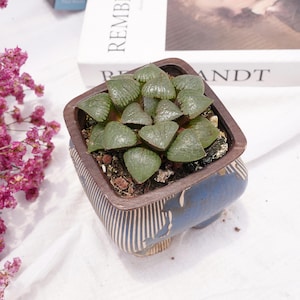 Haworthia Cantaloupe Island | Beginner-Friendly Live Plant, Perfect Gift for Plant Lovers