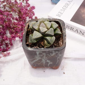Haworthia magnifica Aries splendens | Beginner-Friendly Live Plant, Perfect Gift for Plant Lovers