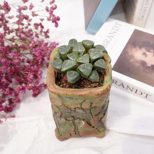 Haworthia Tsukikage Moon Shadow | Beginner-Friendly Live Plant, Perfect Gift for Plant Lovers