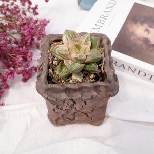 Haworthia obtusa Haw variegated | Beginner-Friendly Live Plant, Perfect Gift for Plant Lovers