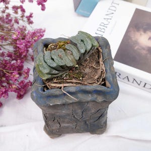 Haworthia truncata Boku Aoi | Beginner-Friendly Live Plant, Perfect Gift for Plant Lovers