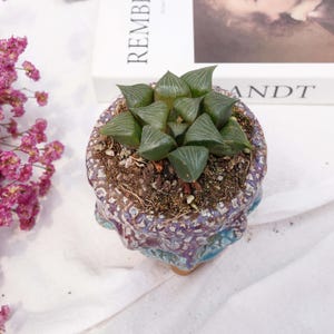 Haworthia Black Prince | Beginner-Friendly Live Plant, Perfect Gift for Plant Lovers