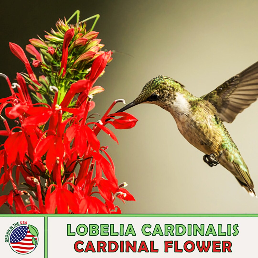 1400 Seeds Cardinal Flower Seeds Heirloom Seeds Etsy