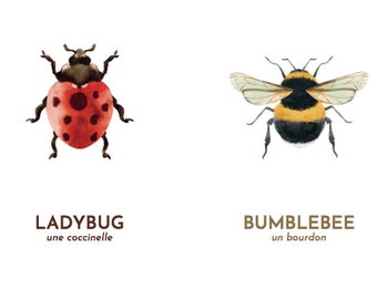 Schede flash sugli animali - inglese con francese