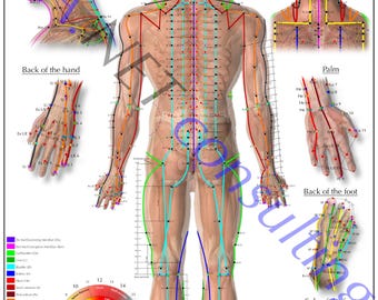 Verso do pôster de acupuntura DIN A0 (para download)