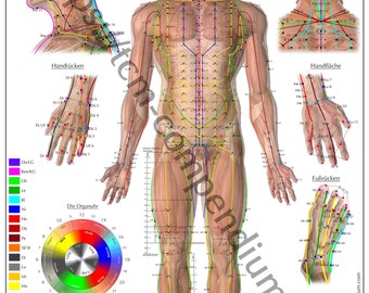 Akupunktur-Poster Vorderseite DIN A4 (als Download)