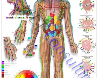 Frente do pôster Shiatsu DIN A1 (para download)