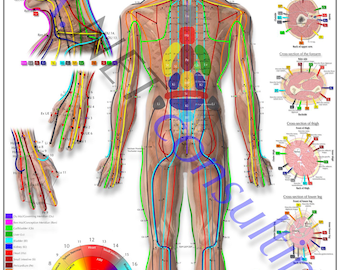 Verso do pôster de Shiatsu DIN A1 (para download)