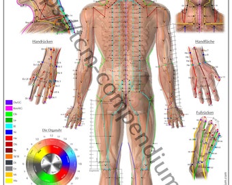 Akupunktur-Poster Rücken DIN A0 (als Download)