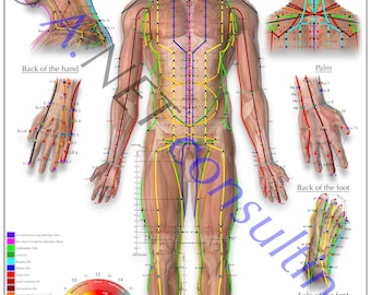 Frente do pôster de acupuntura DIN A2 (para download)