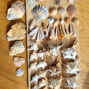Mediterranean Sea Shells: Assorted Collection