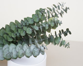 Oreserved Eucalyptus Branches,  Bouquet Decoration, Deried flower Decoration, Wedding Decoration,Vase Filling