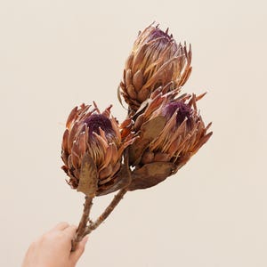 Naturalny Kwiat Protea,Naturalne Kwiaty Banksia Protea,Bukiet Suszonych Kwiatów,Suszone Kwiaty