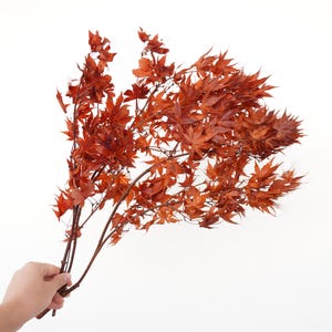 May include: A bunch of dried maple leaves in shades of orange and brown. The leaves are arranged in a fan shape and have a natural, rustic look.