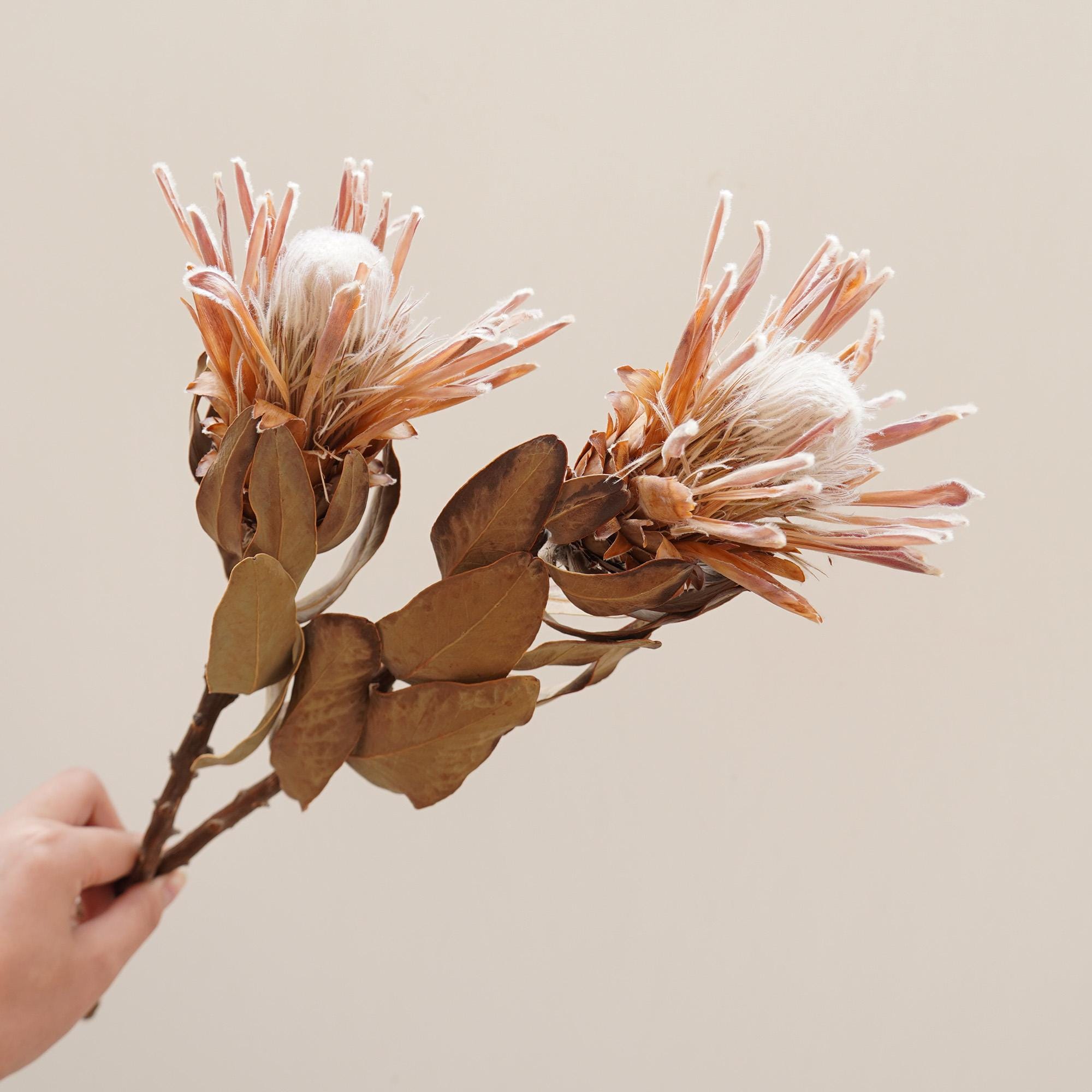 Dried Protea Princess Flower,Natural Protea Flower,Wedding Flower Decor，Dried Flowers Bouquet,Dried Flowers,Bouquet Decoration