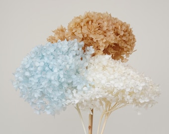 Natural Preserved Hydrangea ,Hydrangea,Large Premium Preserved Hydrangea,Home decoration, Wedding decoration,Vase fillin
