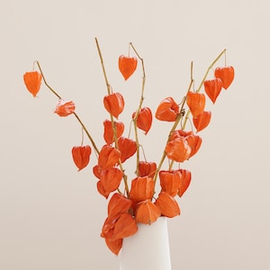 Könnte beinhalten: Eine weiße Vase enthält einen Strauß orangefarbener Lampionblumen. Die Blüten haben ein papierartiges, laternenartiges Aussehen und sind auf dünnen, braunen Stielen angeordnet. Der Hintergrund ist eine weiche, neutrale Farbe.