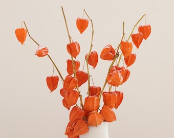 Terracotta Dried Flower Physalis branches Dried Physalis Dried Chinese Lantern Pods Physalis pods