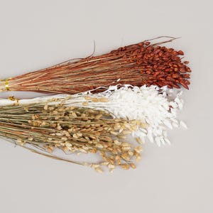 Natural Dried Shell Grass Flowers / Bouquet Vase Filling, Home Decor