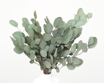Natural Dried Flower Silver Dollar Eucalyptus, Green eucalyptus Wedding Decoration,Vase Filling