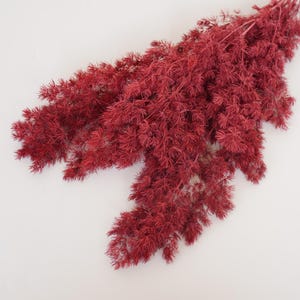 May include: A bunch of dried red asparagus fern, also known as  asparagus setaceus, with feathery, delicate branches. The stems are a deep burgundy red color.