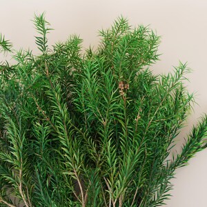May include: A bunch of green leafy sprigs with small brown flowers. The sprigs are arranged in a cluster and have a natural, organic look.