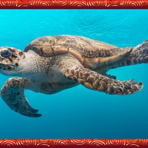 May include: A sea turtle swims in clear blue water. The turtle has a mottled brown and tan shell, with large flippers extended. The background is a solid, light blue, creating a serene underwater scene.