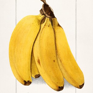 Puede incluir: Ilustración botánica vintage de un racimo de plátanos. Los plátanos son de un amarillo vibrante con manchas y puntas marrones. La ilustración está enmarcada dentro de un rectángulo blanco, con texto manuscrito y la firma del artista en la parte inferior.