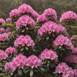 Rhododendron holz - Etsy.de