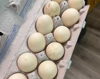 Duck Eggs - Free Range - 1 Dozen