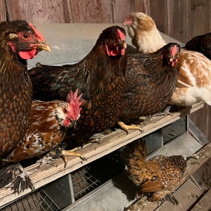 Farm-Fresh Free Range Chicken Eggs from Lone Wolf Acres Locally Sourced Goodness 1 dozen image 5