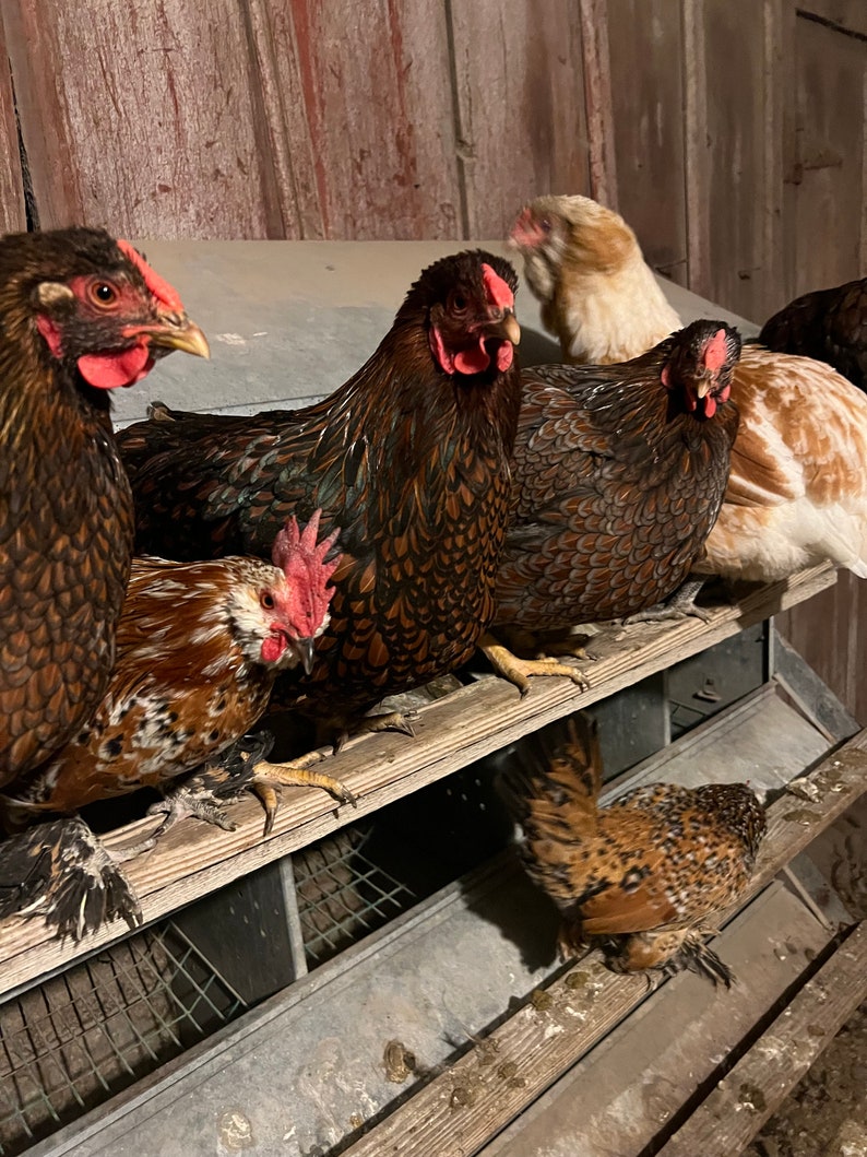 Farm-Fresh Free Range Chicken Eggs from Lone Wolf Acres Locally Sourced Goodness 1 dozen image 5