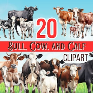 20 Conjunto de imágenes prediseñadas de vaca, ternero y toro: dibujos ilustrados de vacas de dibujos animados, imágenes prediseñadas de vacas lecheras y terneros / gráficos e ilustraciones de vacas PNG