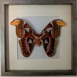 May include: A framed display featuring a large Atlas moth. The moth's wings are a mix of brown, red, and white, with intricate patterns. The frame is a simple, gray-toned wood, and the background is a light fabric.