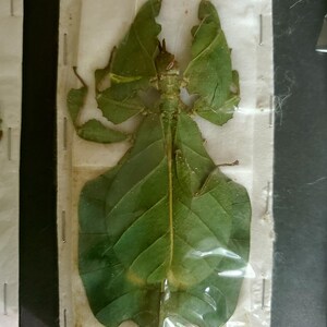 HUGE Real Phyllium Pulchrifolium female Leaf-bug Specimen SPREAD, A2 ...