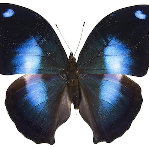 May include: A dark blue butterfly with iridescent blue wings and white spots. The butterfly is spread out with its wings open.