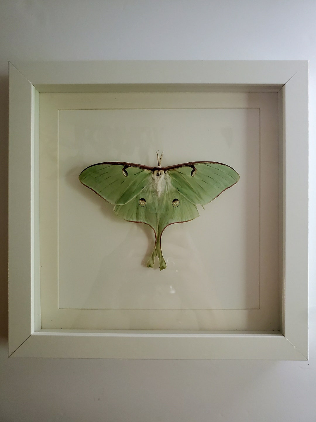 Real Framed Moth, Actias Luna, Luna Moth, Insect Taxidermy, Unique Gift ...