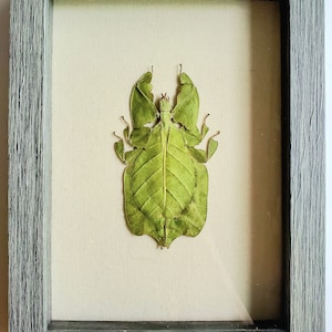 May include: A framed green leaf insect specimen with its wings spread out. The insect is mounted on a white background and is displayed in a grey wooden frame.